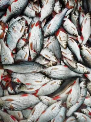 Fische aus Fluss und See