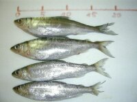 40x Kleine Maräne 8-15 cm