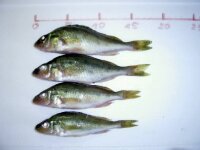 10x Kaulbarsch 5-10 cm