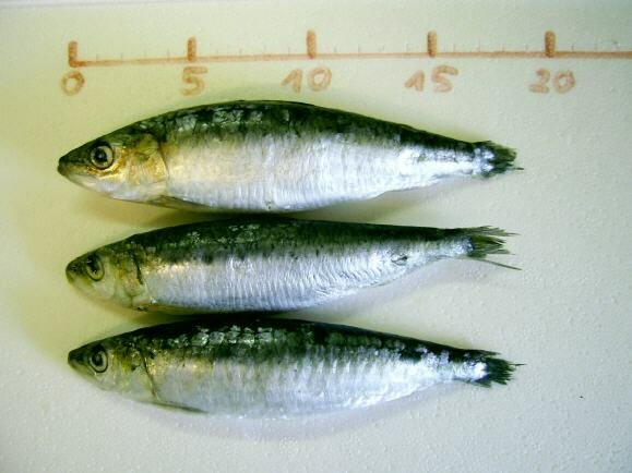 10x  Sardine 17-19 cm