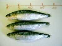 15x  Sardine 17-19 cm