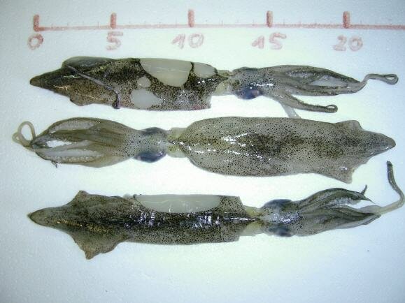 10x Baby Calamares 13-20 cm