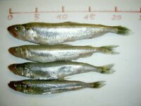 20x Stint 17-20 cm